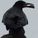 Madarak - Birds