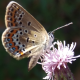 Lepkék - Butterflies and moths