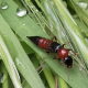 Holyvák - Rove beetles