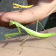 Sáskák - Grasshoppers and mantis