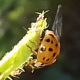 Katicák - Lady beetles