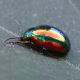 Levélbogarak - Leaf beetles