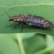 Pattanóbogarak - Click beetles