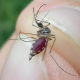 Szúnyogok - Mosquitoes and crane flies