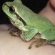 Kétéltűek - Amphibians