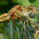 Szitakötők - Dragonflies and damselflies