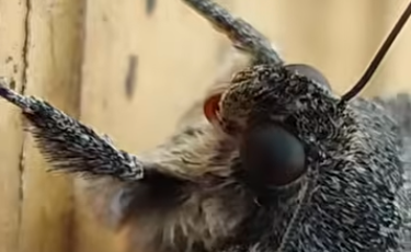 Kalandok a természetben 317. - Közönséges övesbagoly