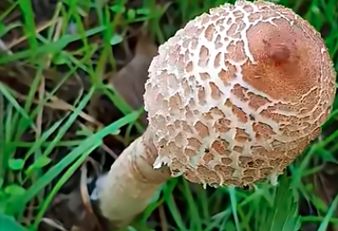 Kalandok a természetben 337. - Nagy őzlábgomba