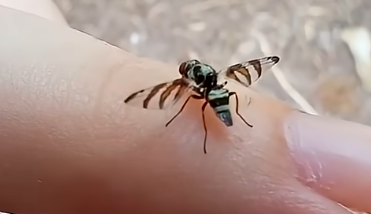 Kalandok a természetben 117. - Egy foltosszárnyú légy (Myennis octopunctata)