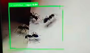 Rovardetektálás AI-val