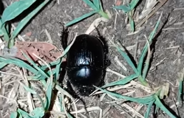Kalandok a természetben 185. - Álganajtúró bogár