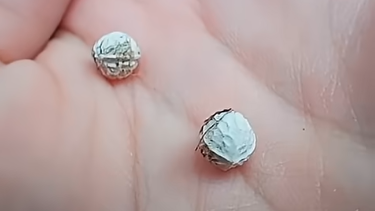 Kalandok a természetben 136. - Nyugati ostorfa